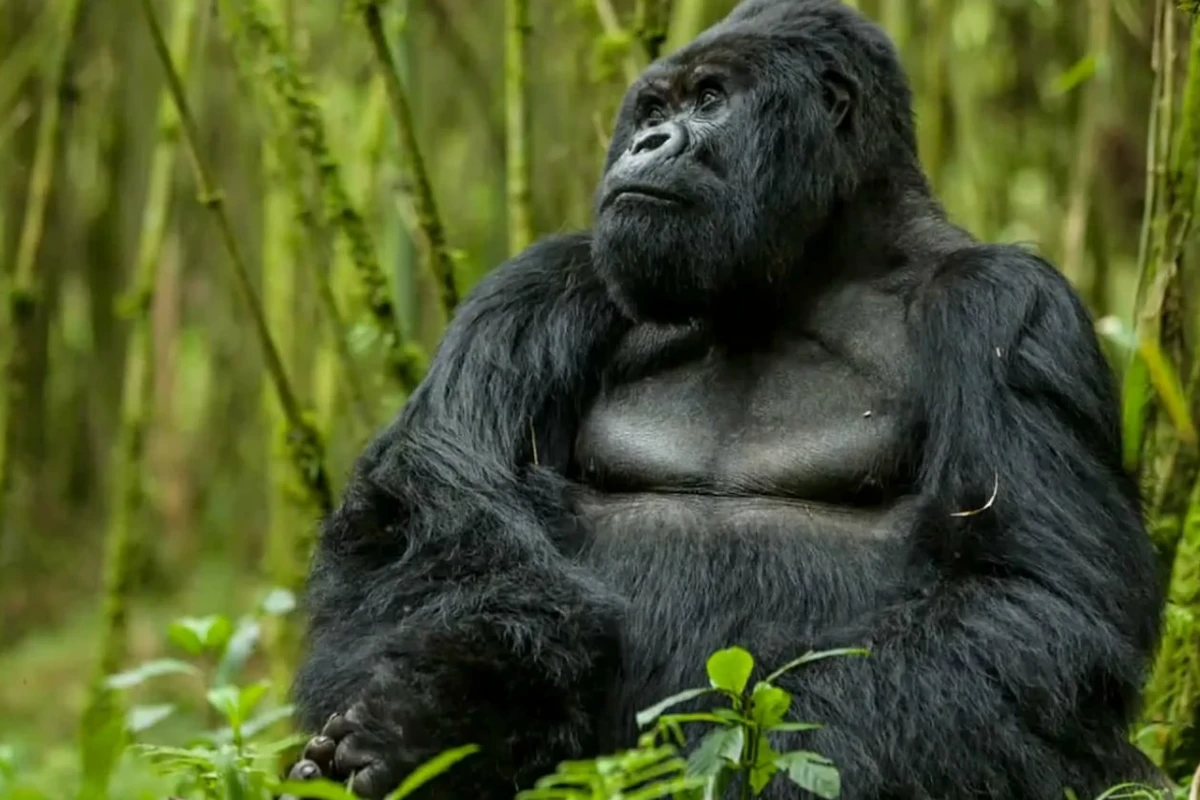 1 Day Gorilla Trek Rwanda