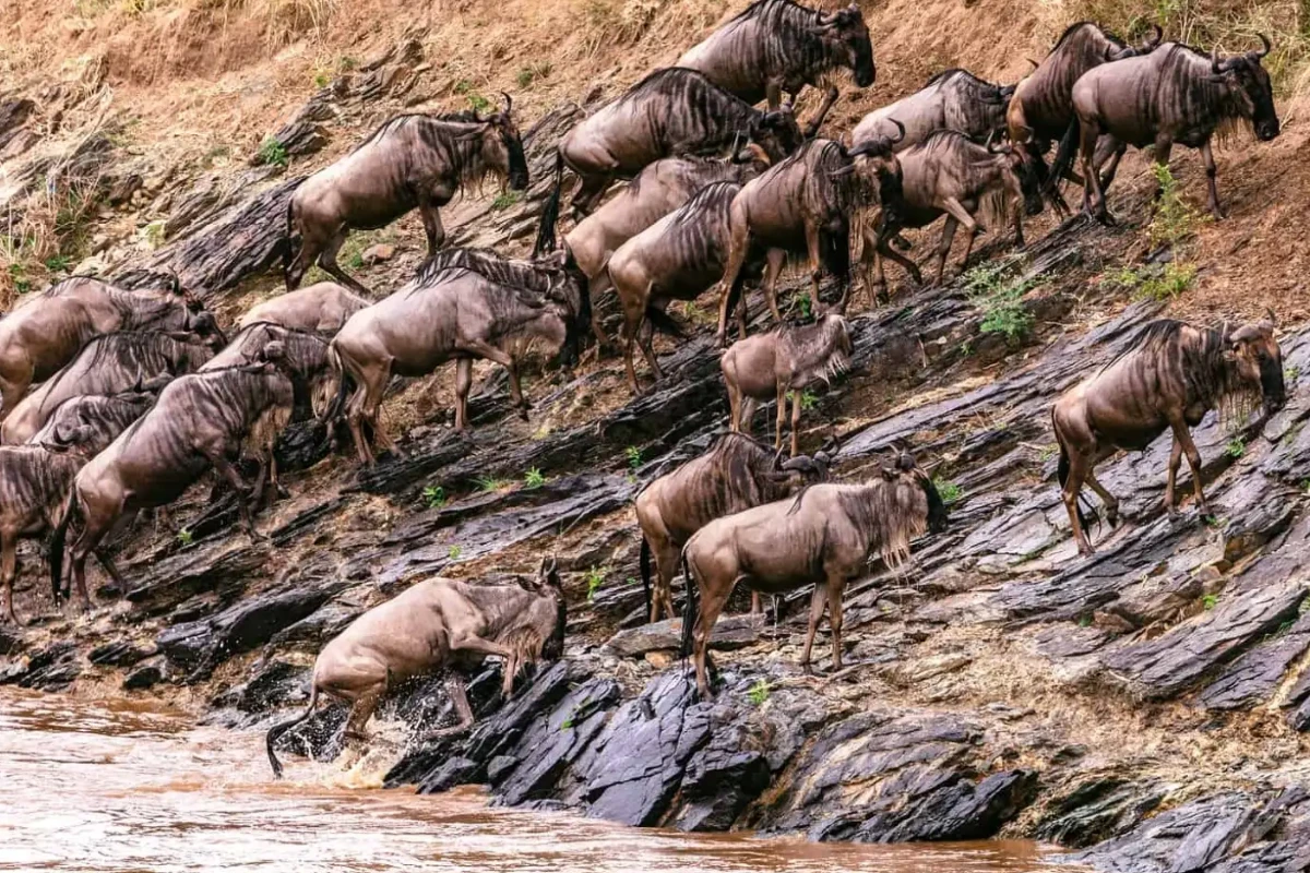 10 Days Kenya-Tanzania Migration Safari