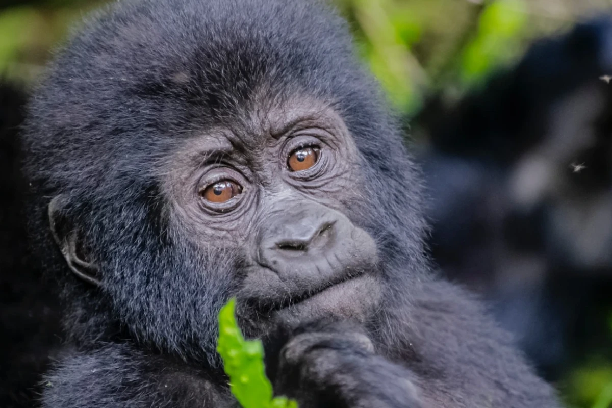 2 Days Gorilla Trek Uganda