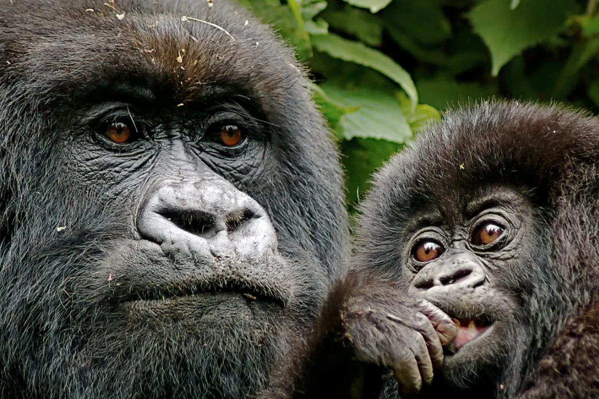 4 Days Gorilla Trek Uganda