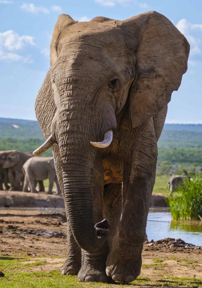 Wild Life