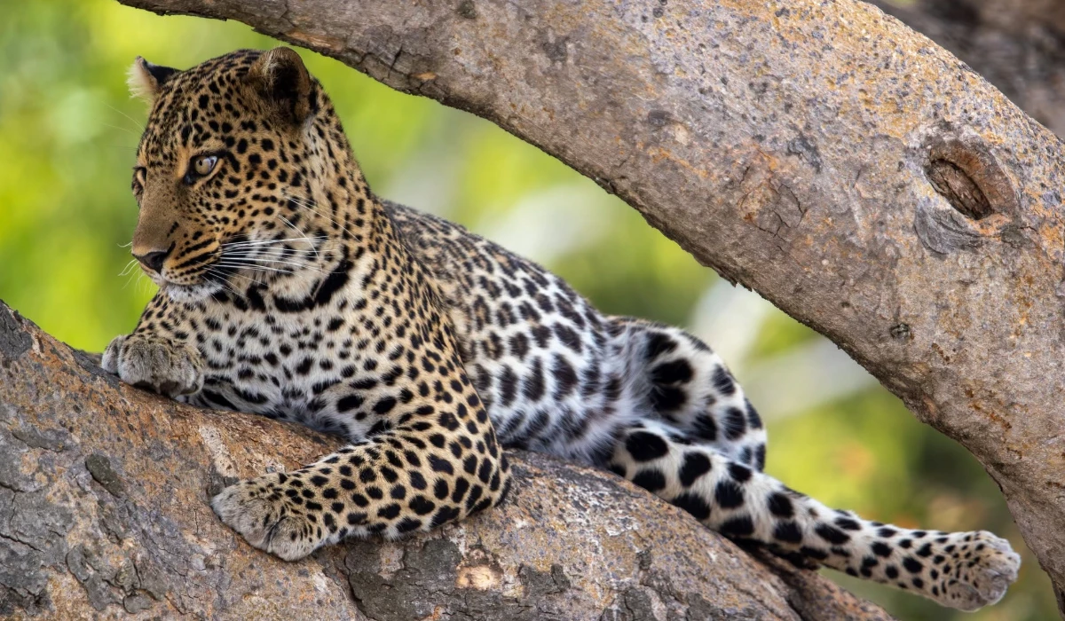 Wild Life 