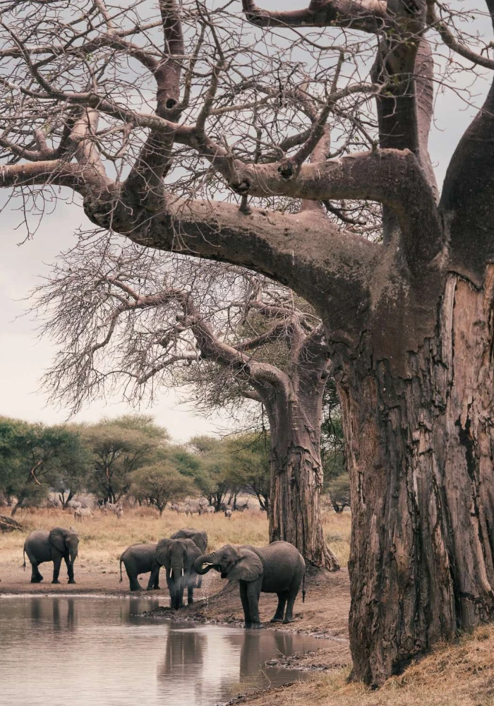 Lifetime Safaris