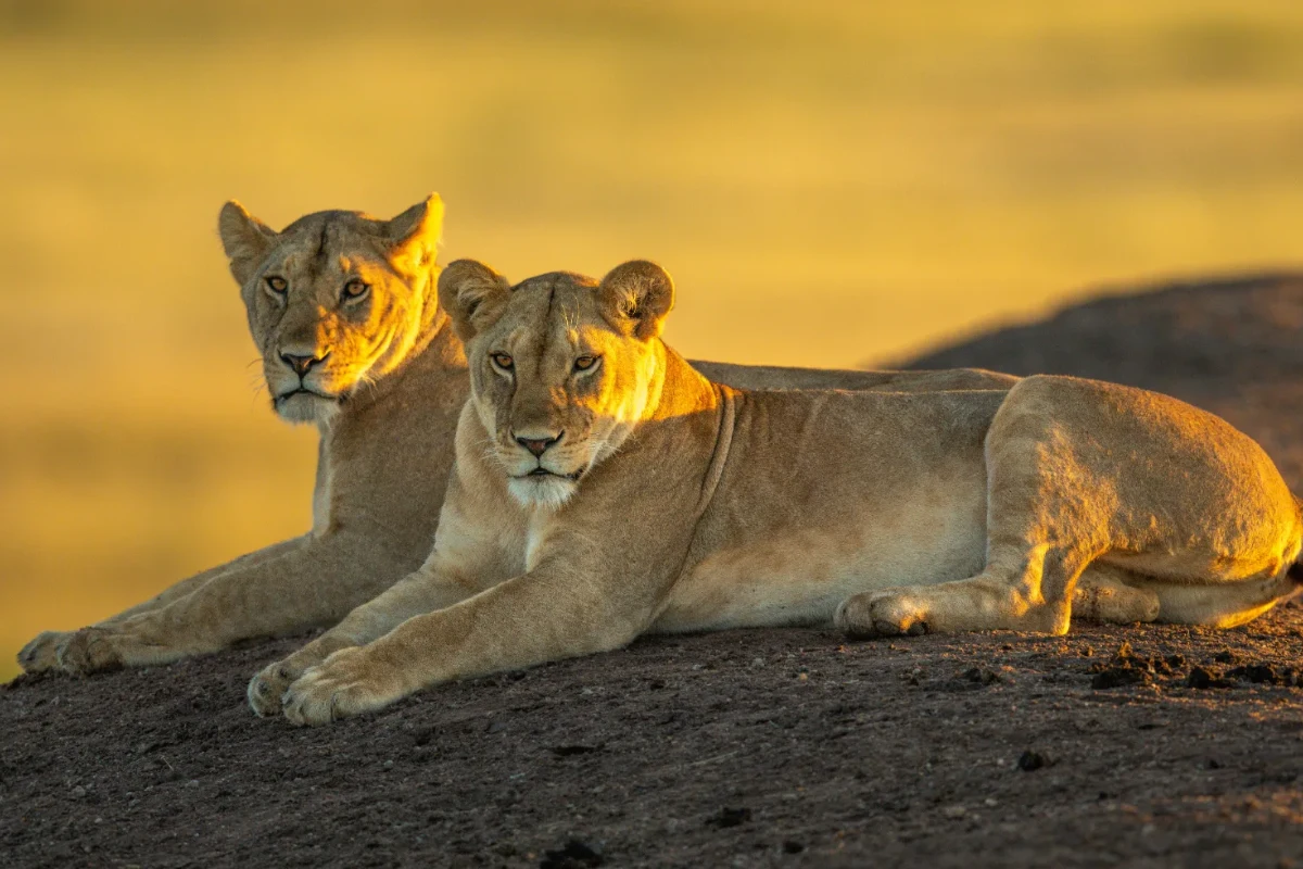 6 Days Tanzania Pride Safari