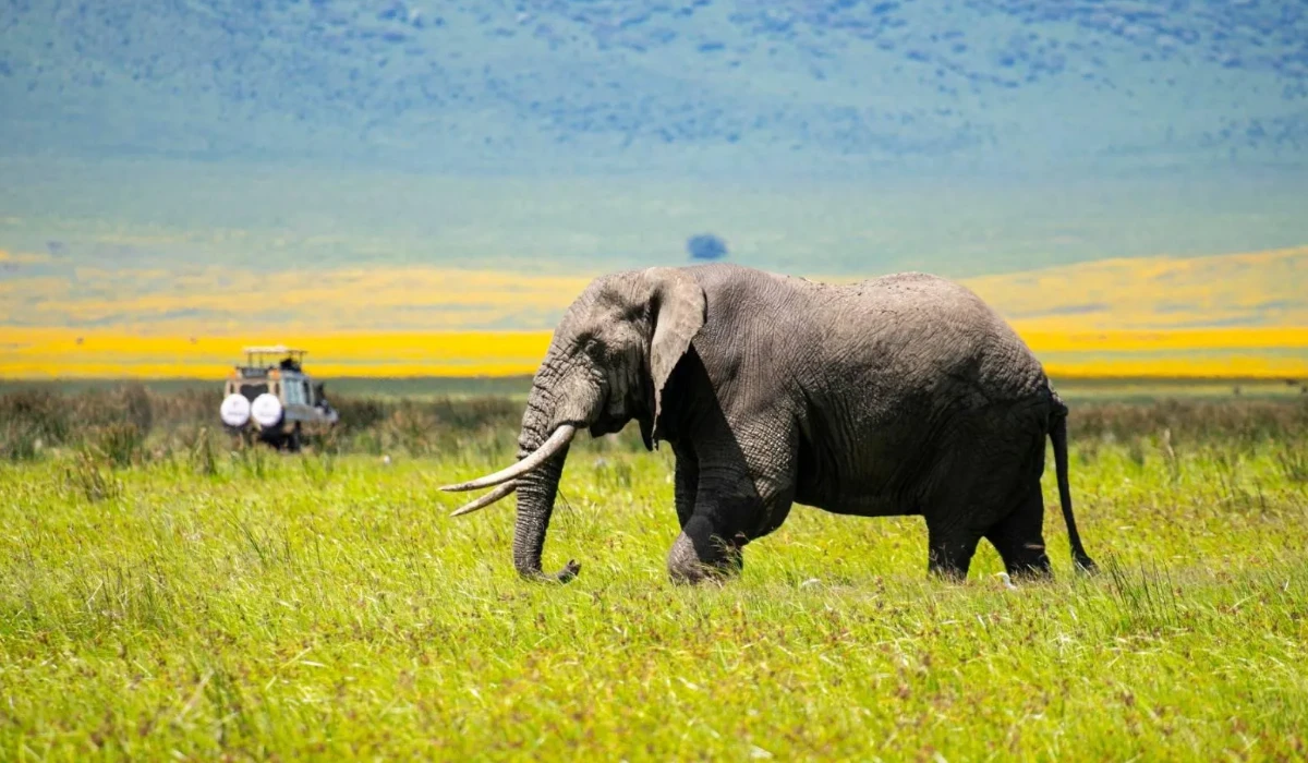 Lifetime Safaris