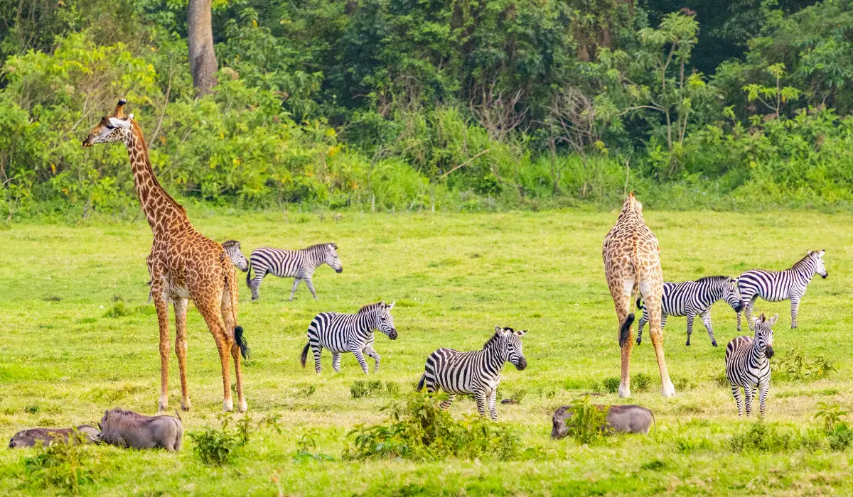 Lifetime Safaris
