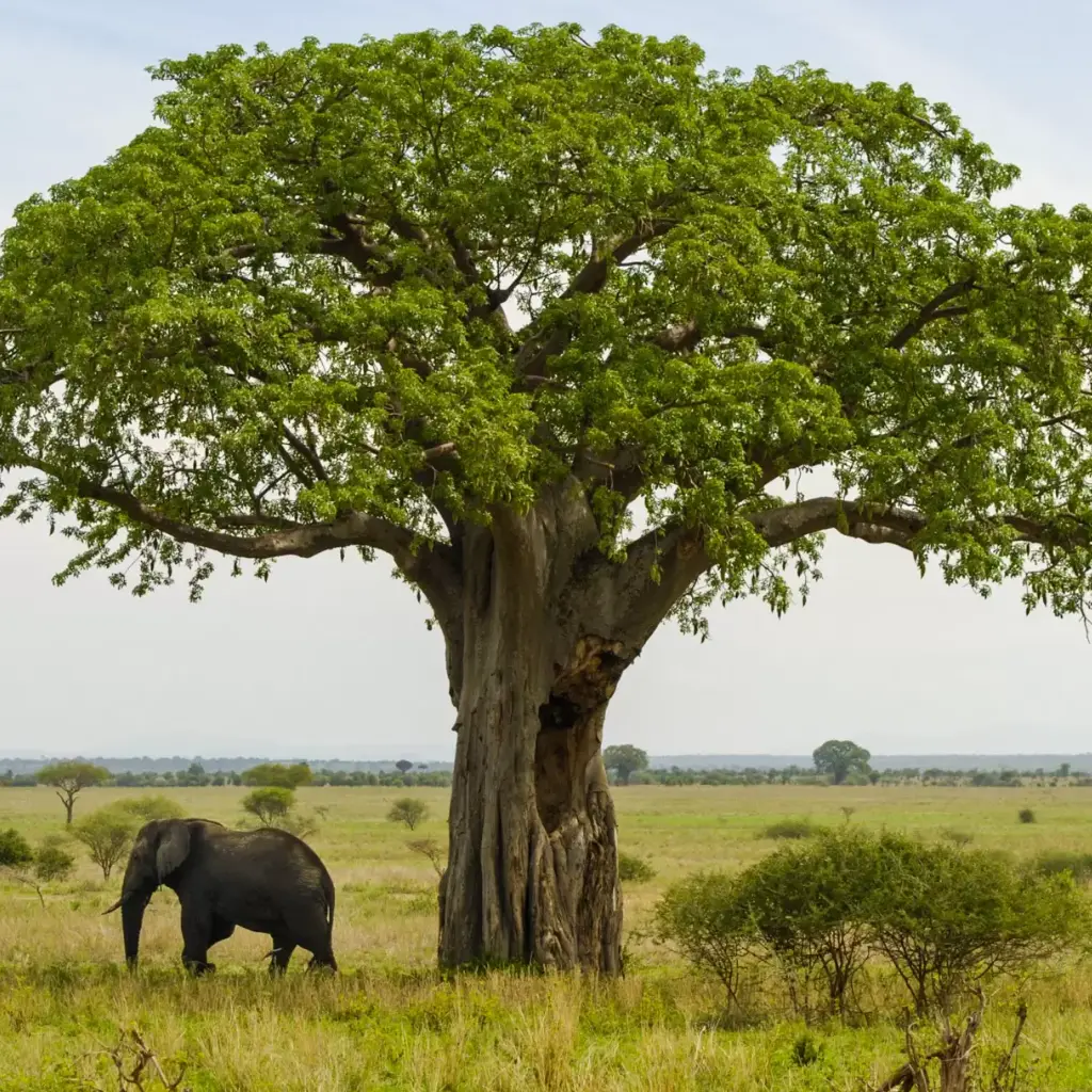 Lifetime Safaris