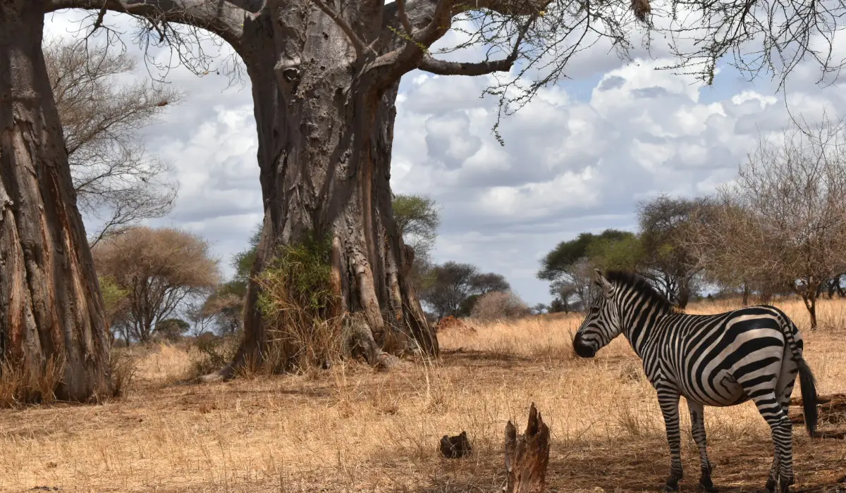Lifetime Safaris