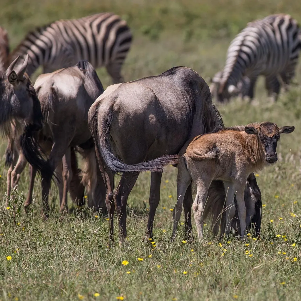 Lifetime Safaris