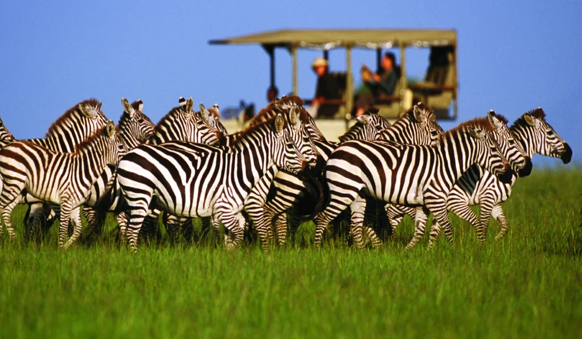 Lifetime Safaris