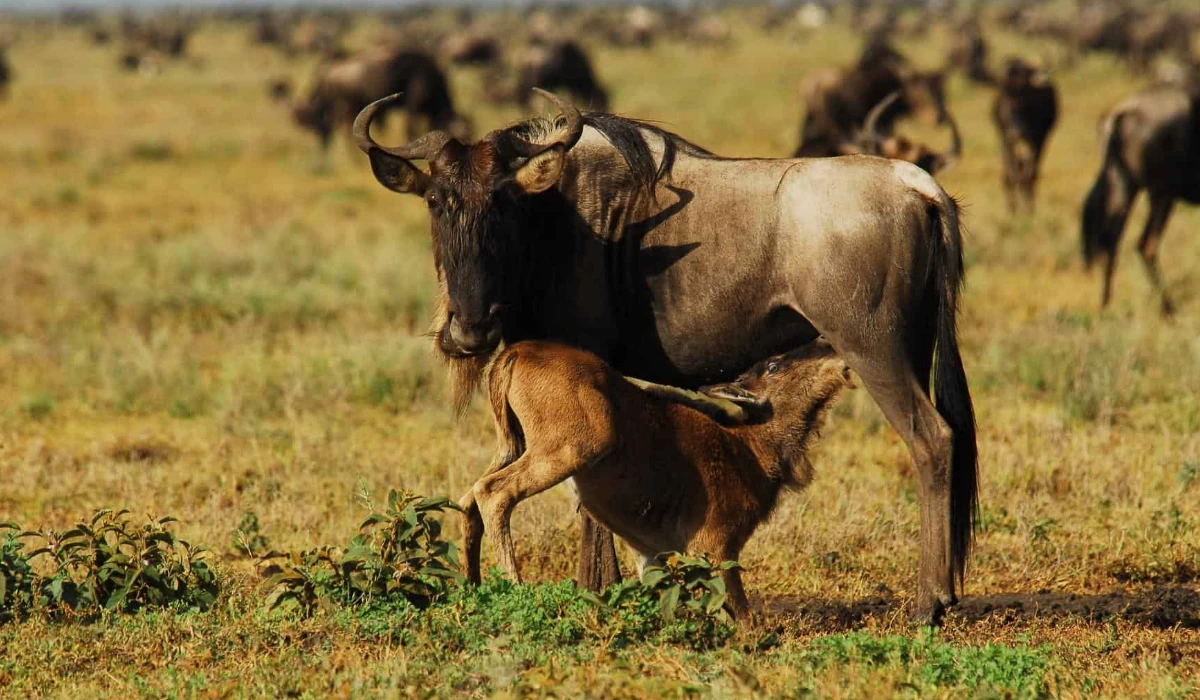 Lifetime Safaris