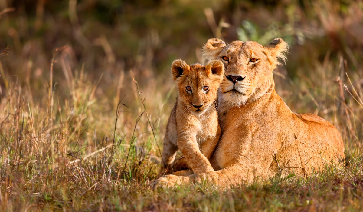 Lifetime Safaris