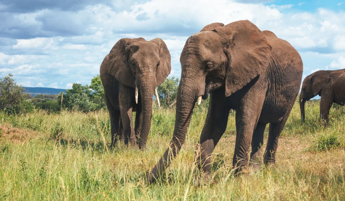Lifetime Safaris