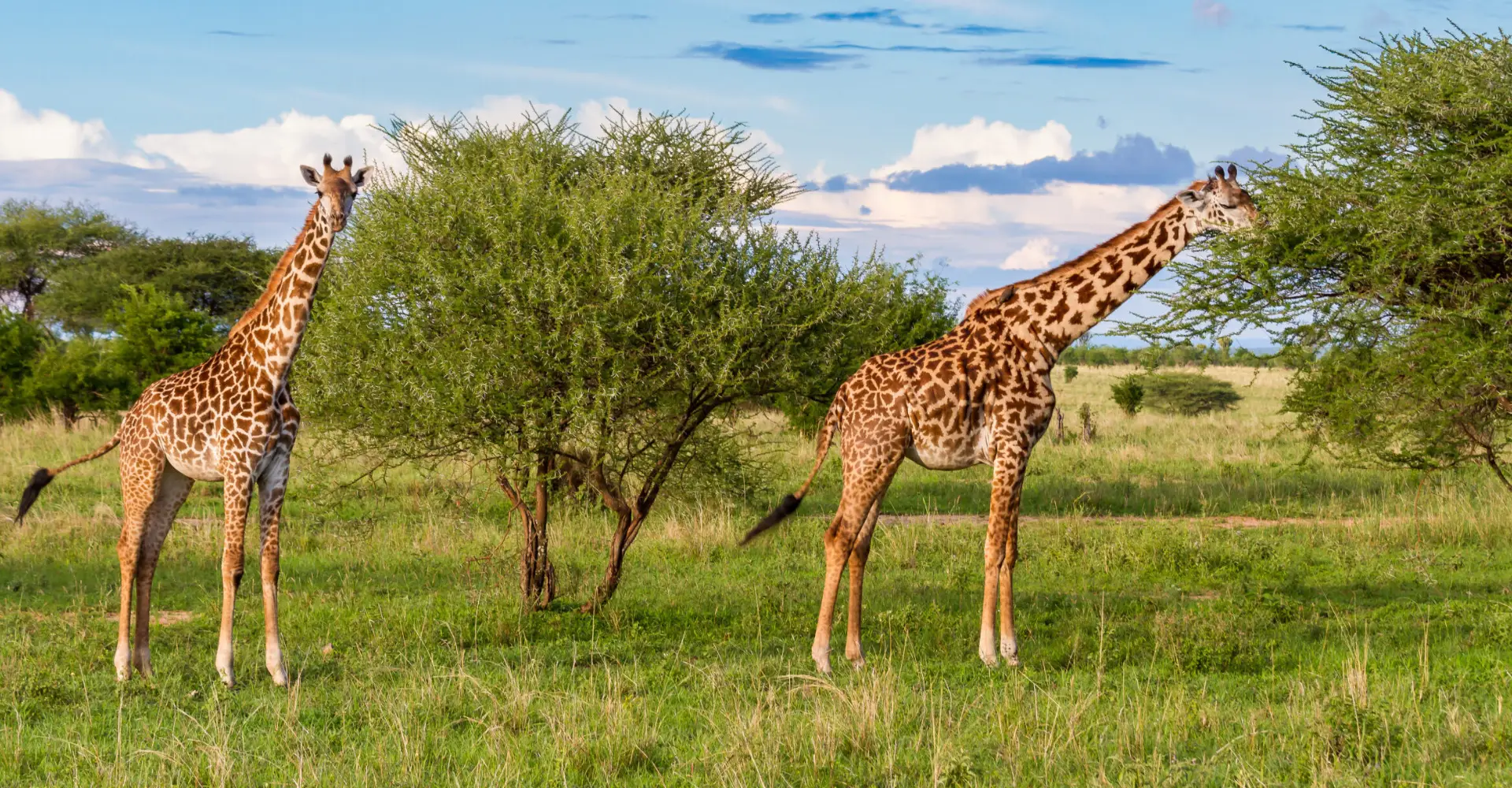 Lifetime Safaris