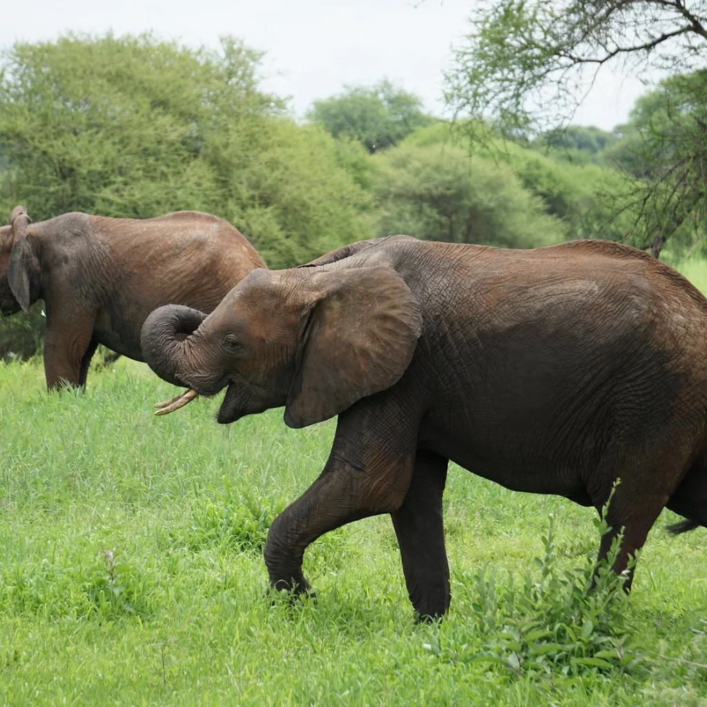 Lifetime Safaris