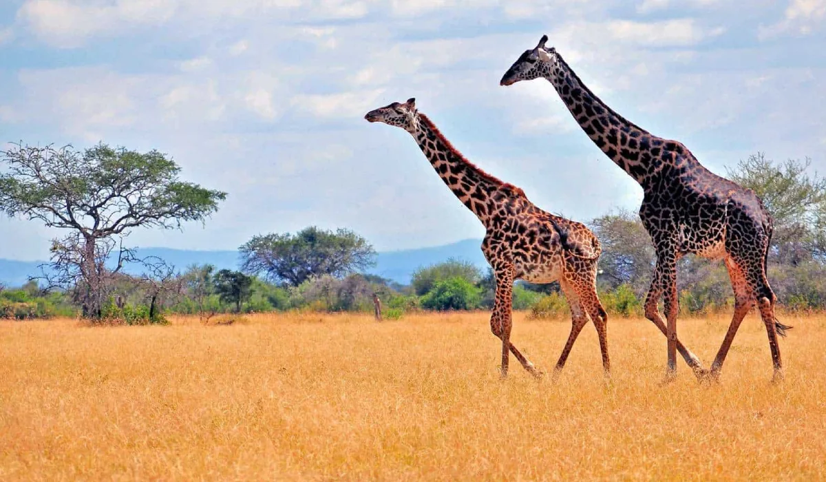 Lifetime Safaris