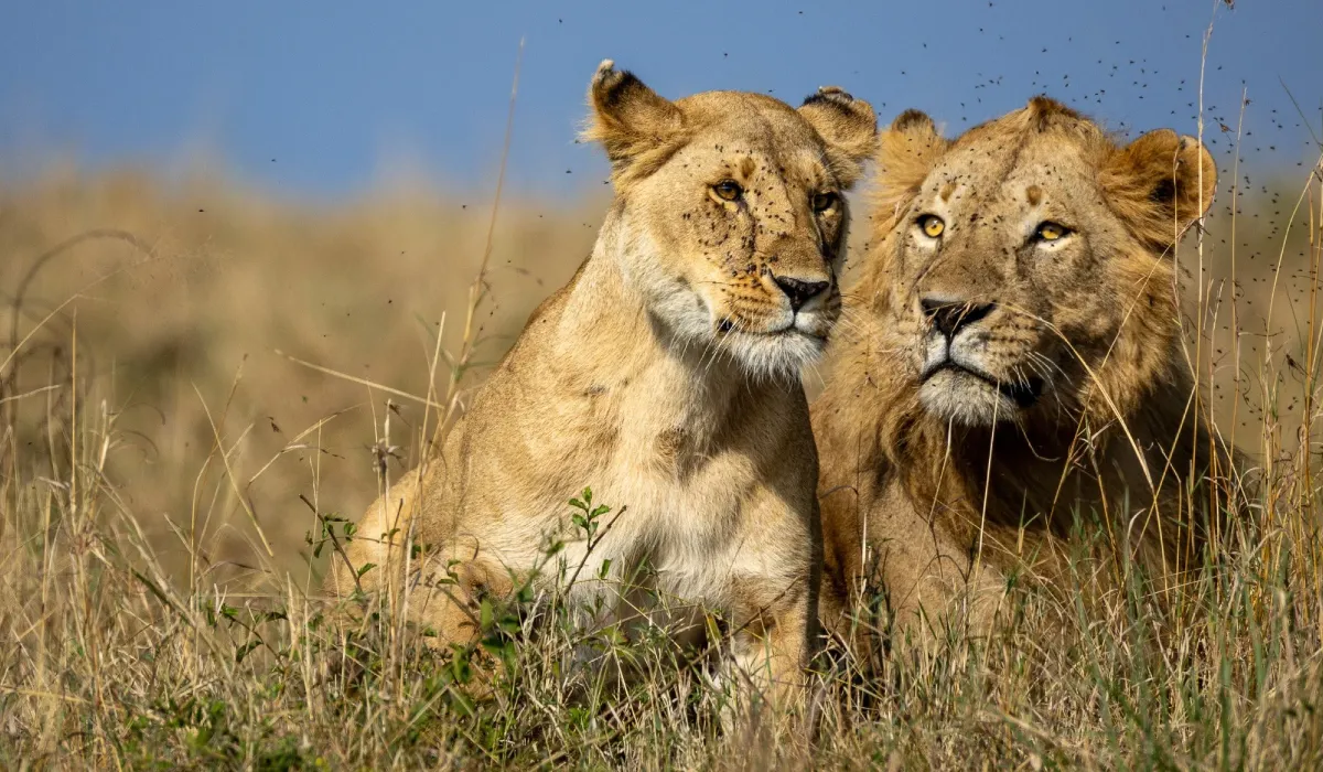 Lifetime Safaris