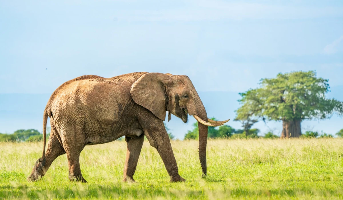 Tarangire Wildlife