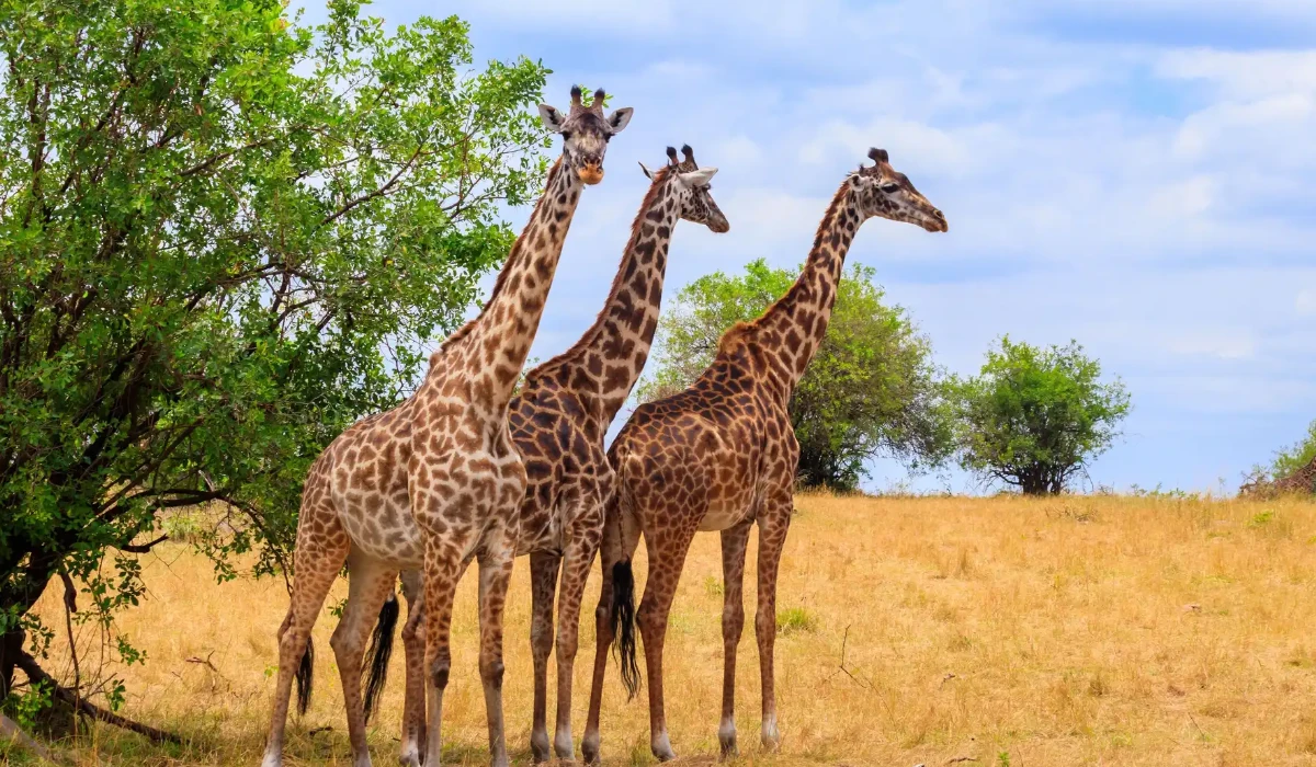 Lifetime Safaris