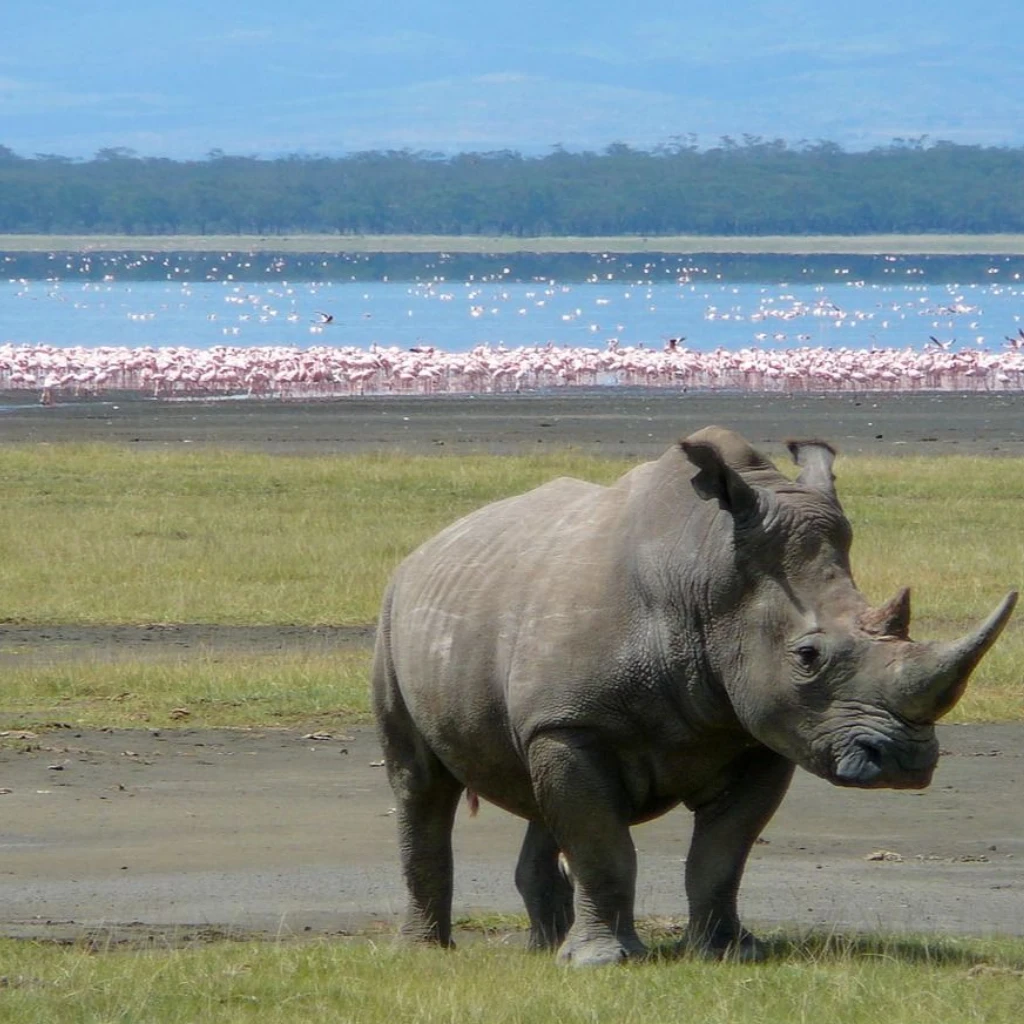 Lifetime Safaris