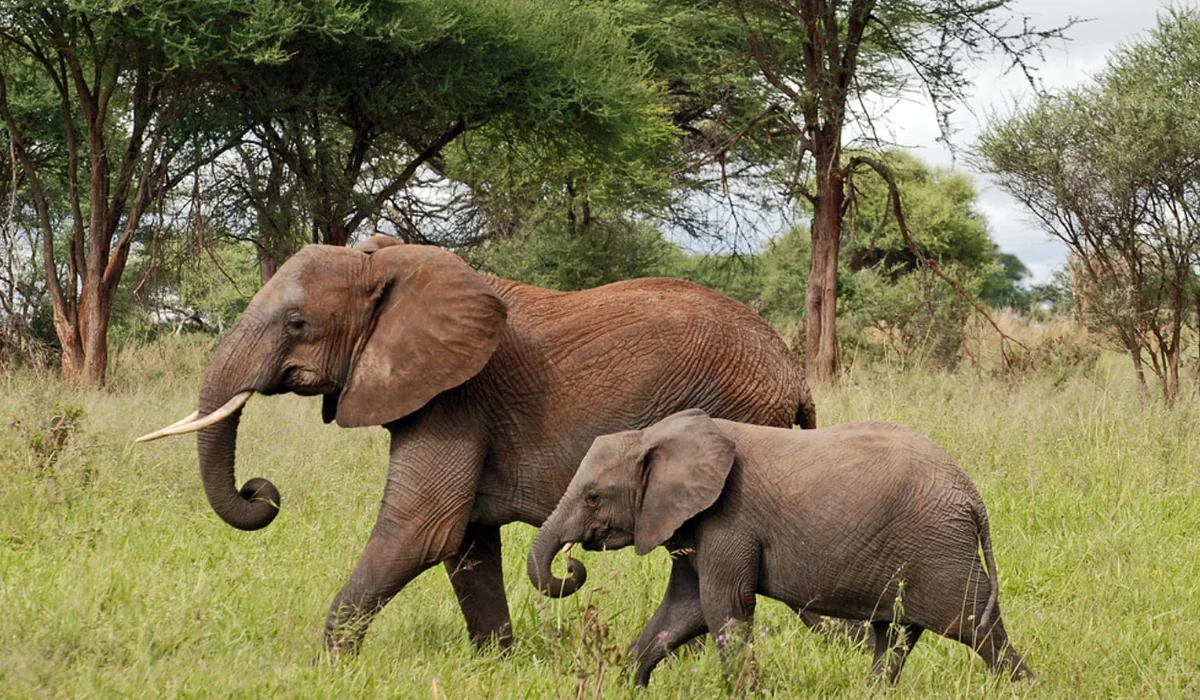 Lifetime Safaris