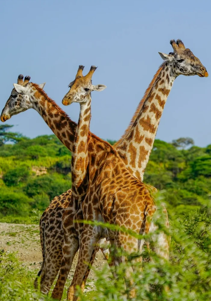 Best Time To Visit Tanzania