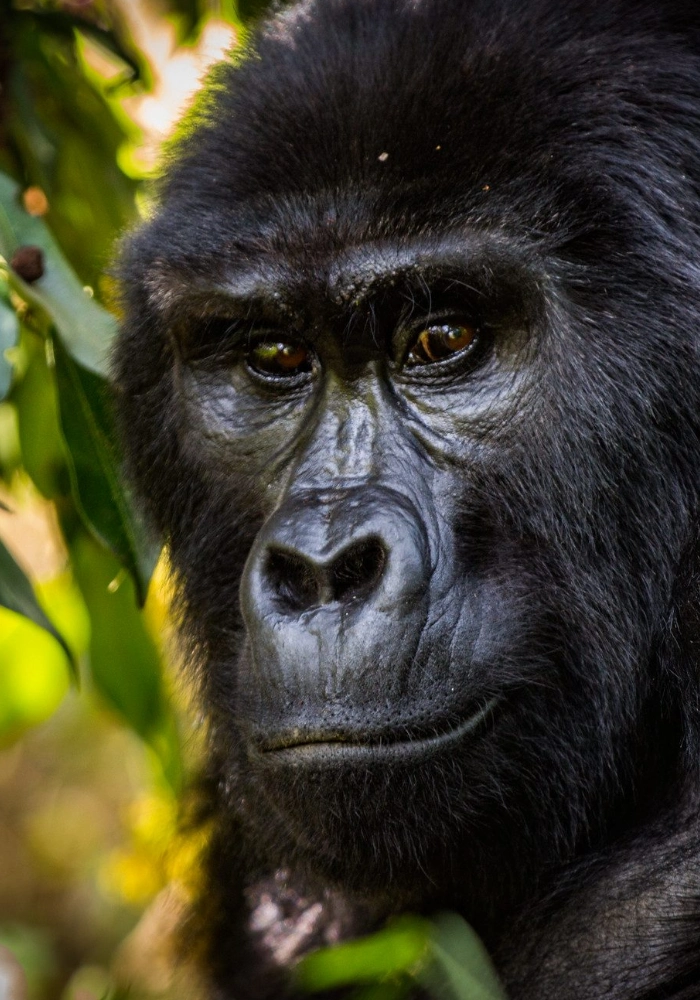 Lifetime Safaris