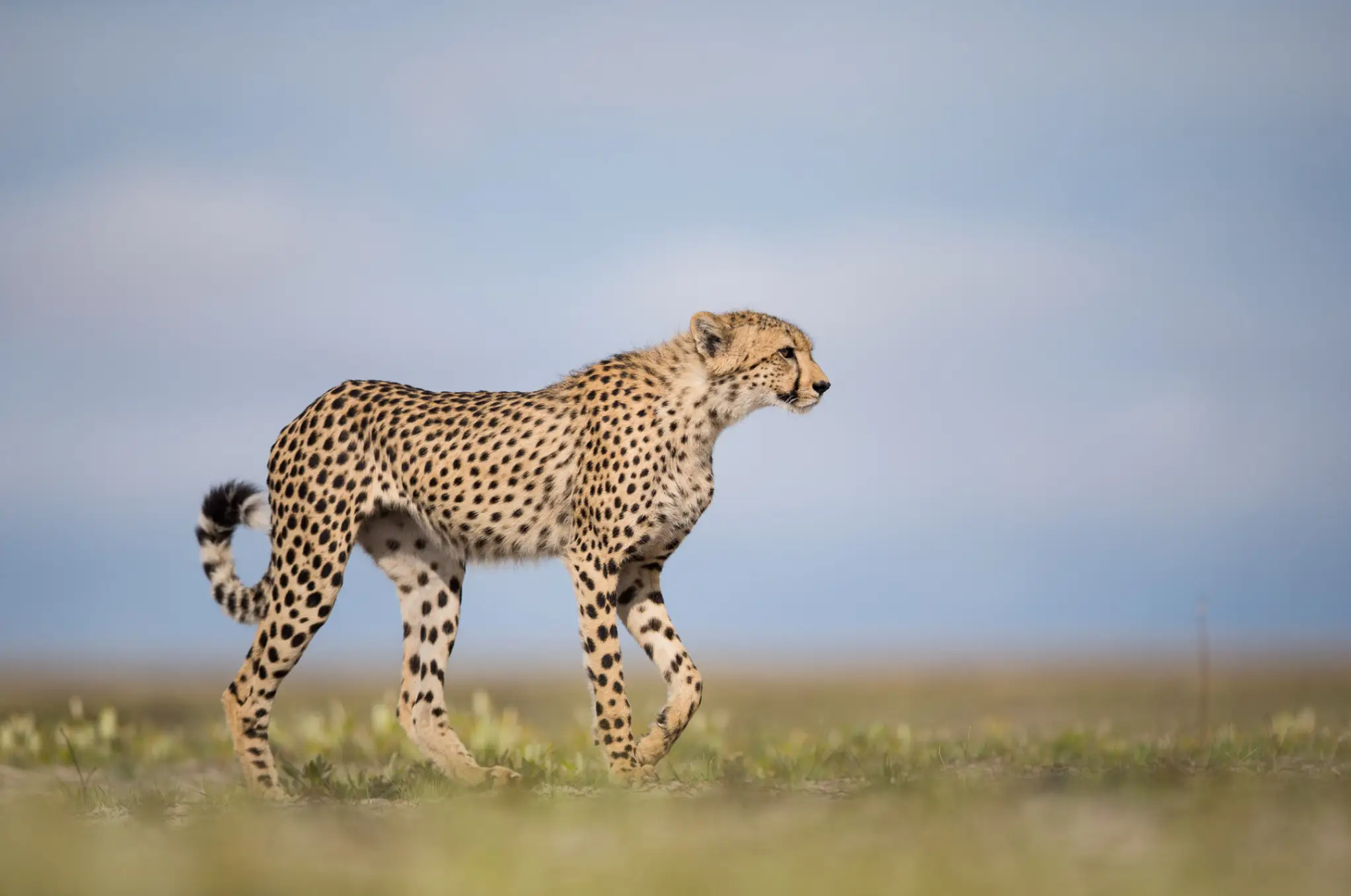 Wildlife
