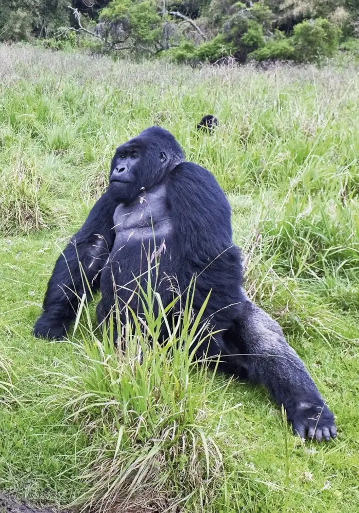 Rwanda Safari FAQs