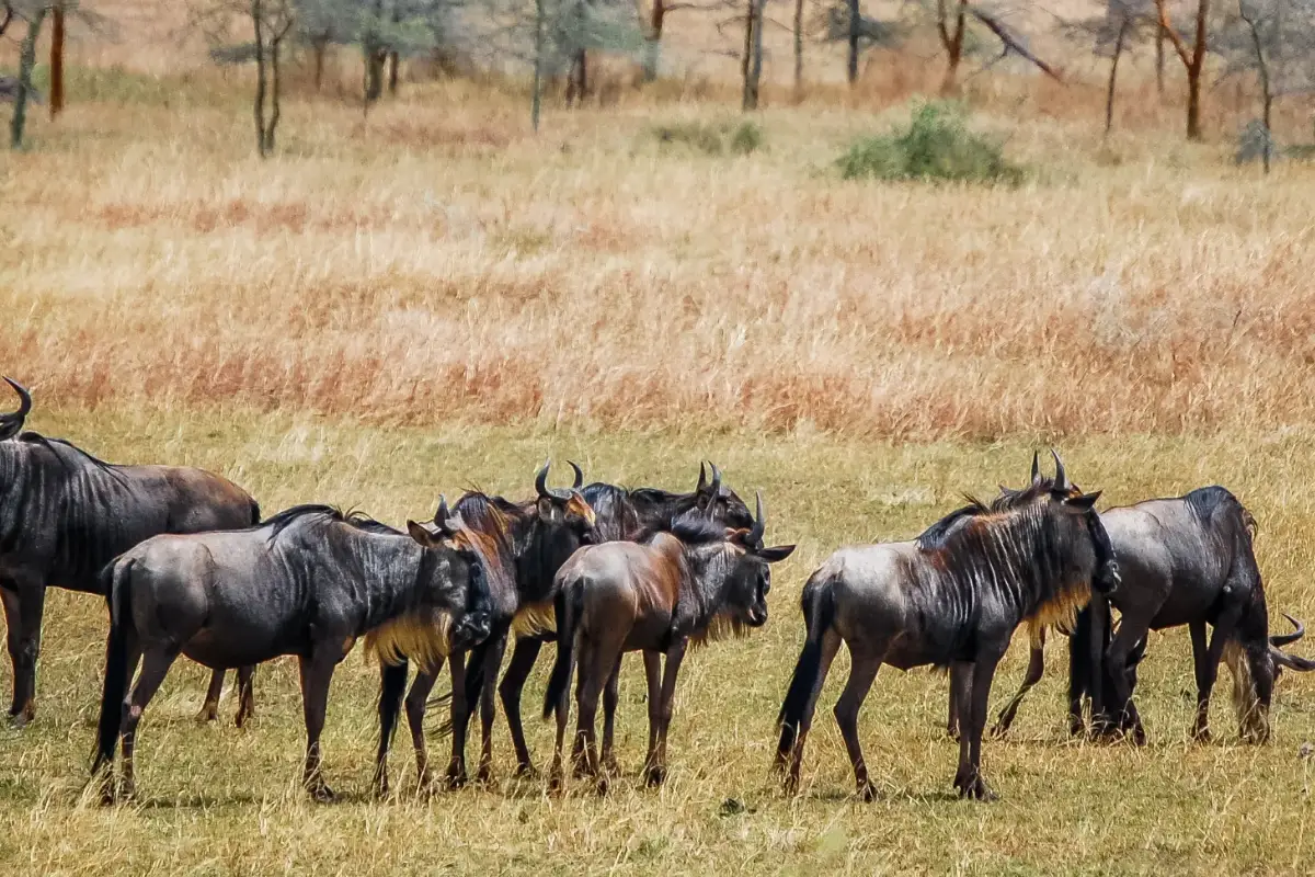 Serengeti National Park