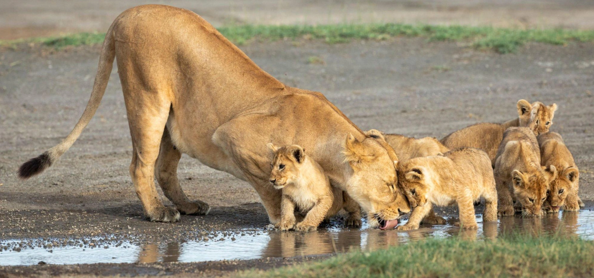 Lifetime Safaris