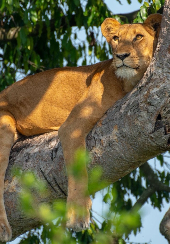 Uganda Safari Cost