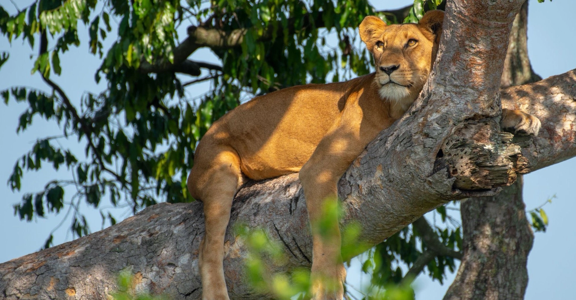 Lifetime Safaris
