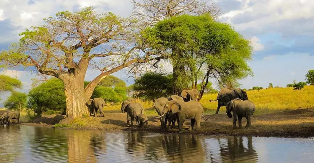 Tanzania Budget Safari: An Ultimate Guide To Travel Frugality And See The Tanzania On The Ultra-Cheap