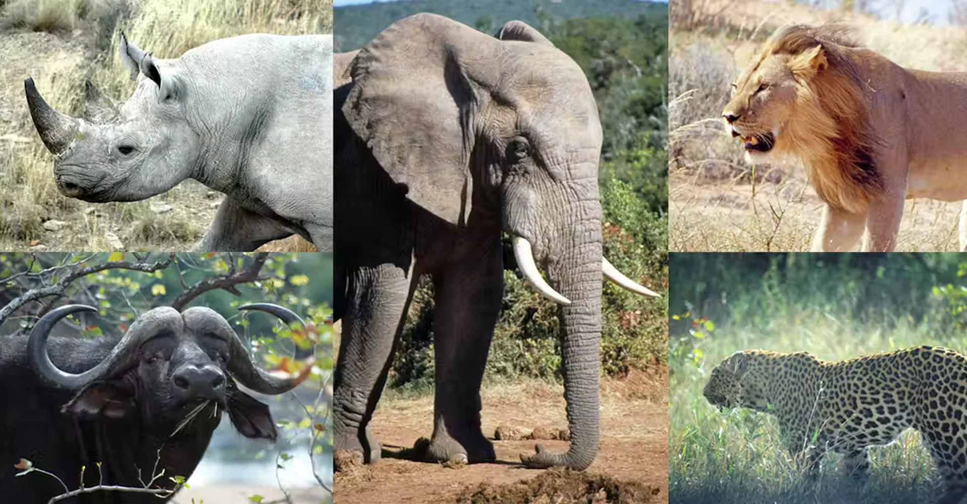 Meet Africa’s Famous Big Five Animals In Their Natural Habitat Whilst On Tanzania Safari Tours