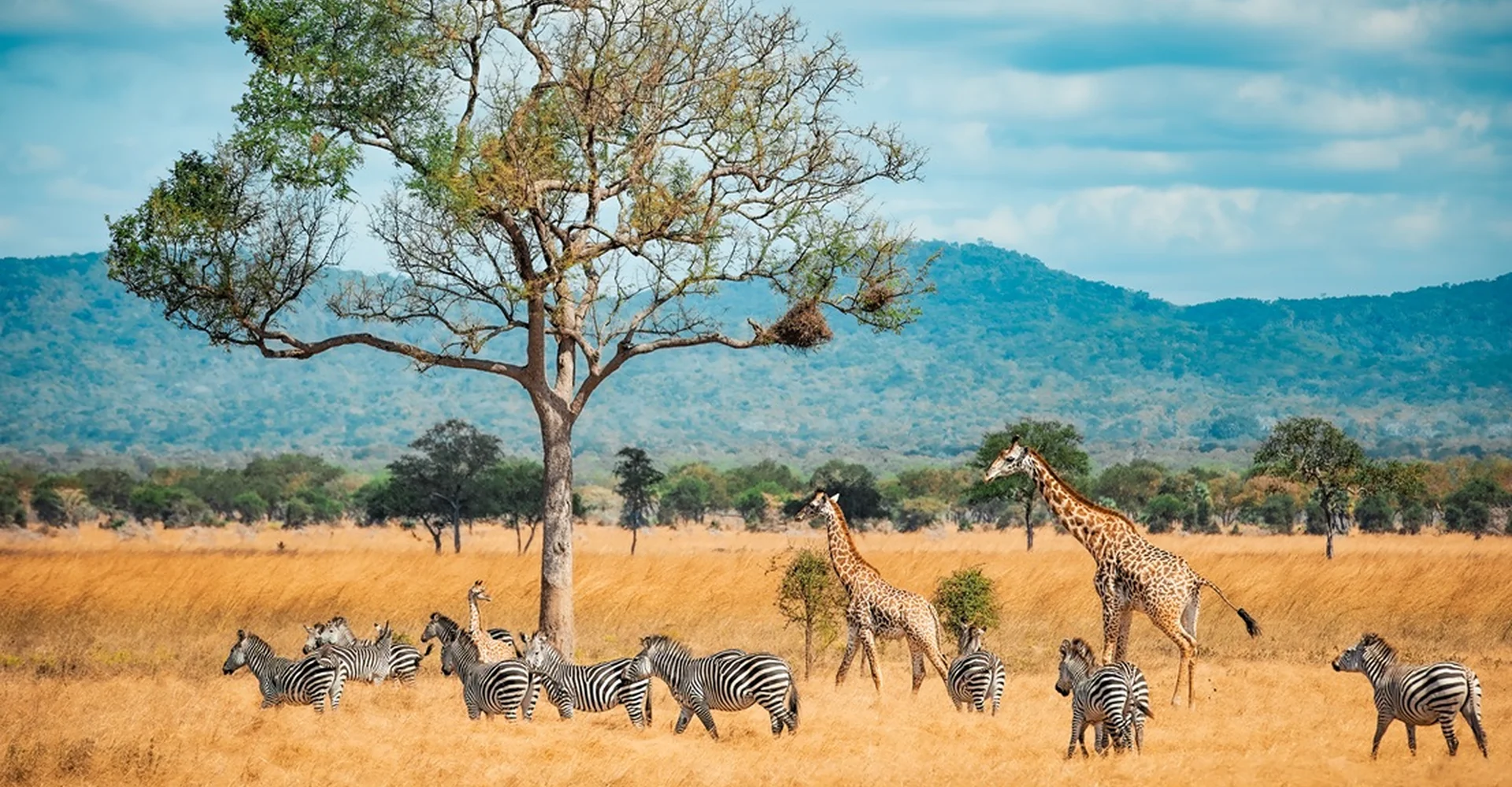 Tanzania Day Trips- A Perfect Mix Of Glimpsing Wildlife Plus The Scenic Beauty Of Africa