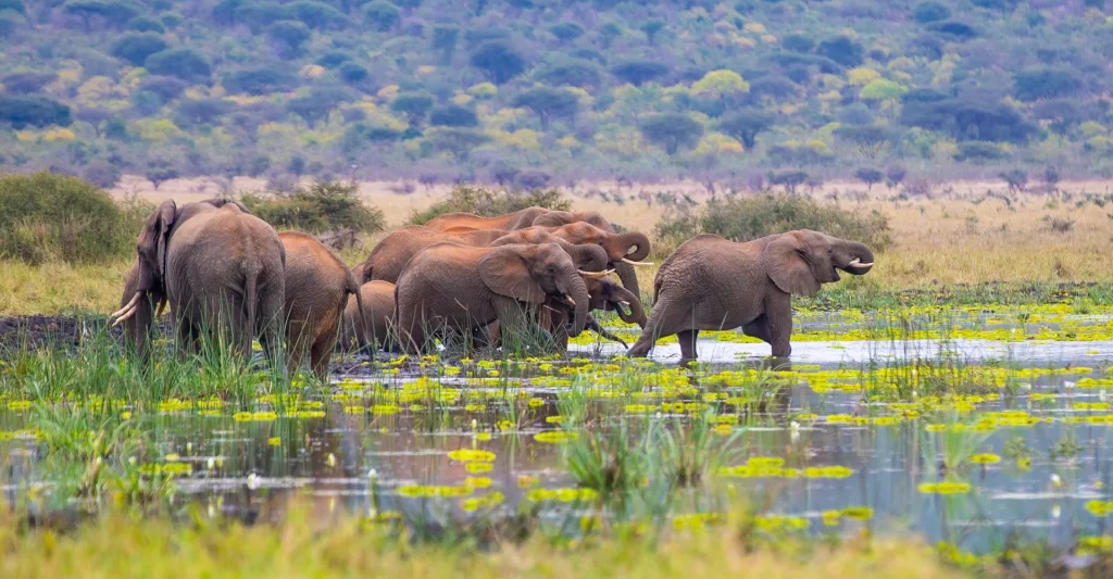 Top 6 Most Renowned Tanzania National Parks – The Pride Of Africa