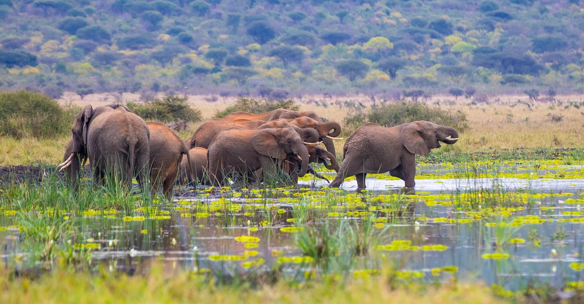 Top 6 Most Renowned Tanzania National Parks – The Pride Of Africa