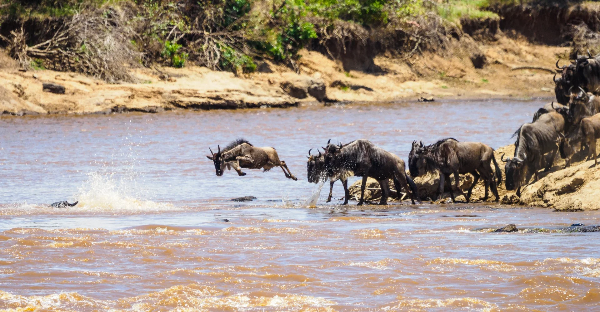 Experts Ideas And Ways To Track The Great Wildebeest Migration