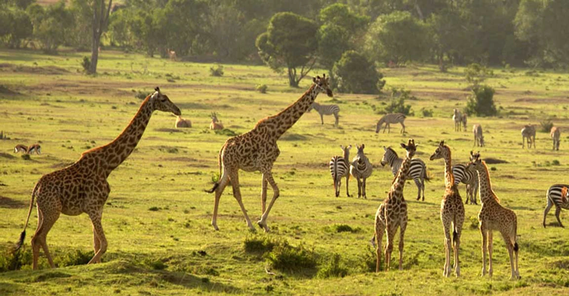 5 Action in Tanzania Safari: Action Explore Like a Wanderlust