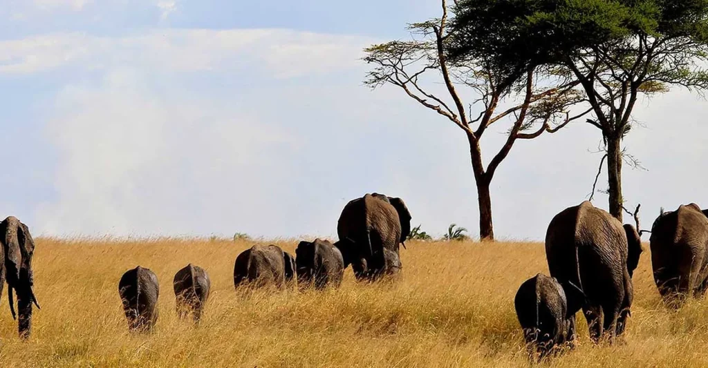 Discover Pros And Cons Of Serengeti National Park To Get The Excellent Value Of Your Trip