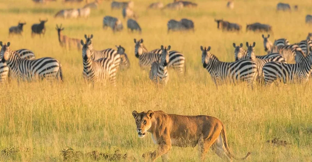 Tanzania Safari Tours: Fulfill Your Exploratory Dream Of Bucket List Goals
