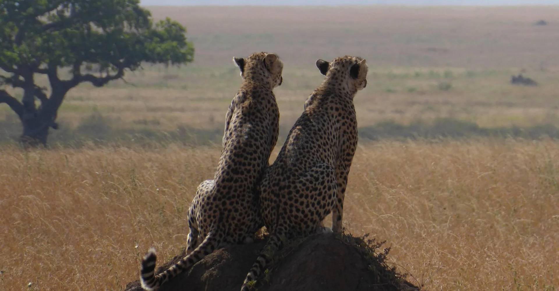 Why Should The Northern Tanzania National Parks Be On Your Bucket List?