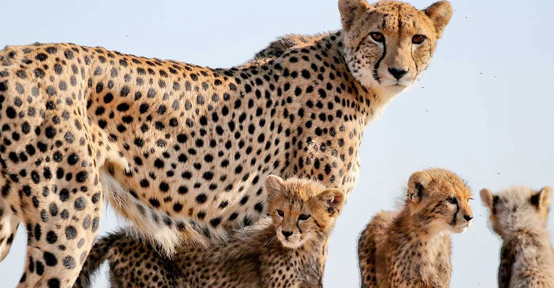 Know the Difference Between Cheetah and Leopard (Lifetime Safaris)
