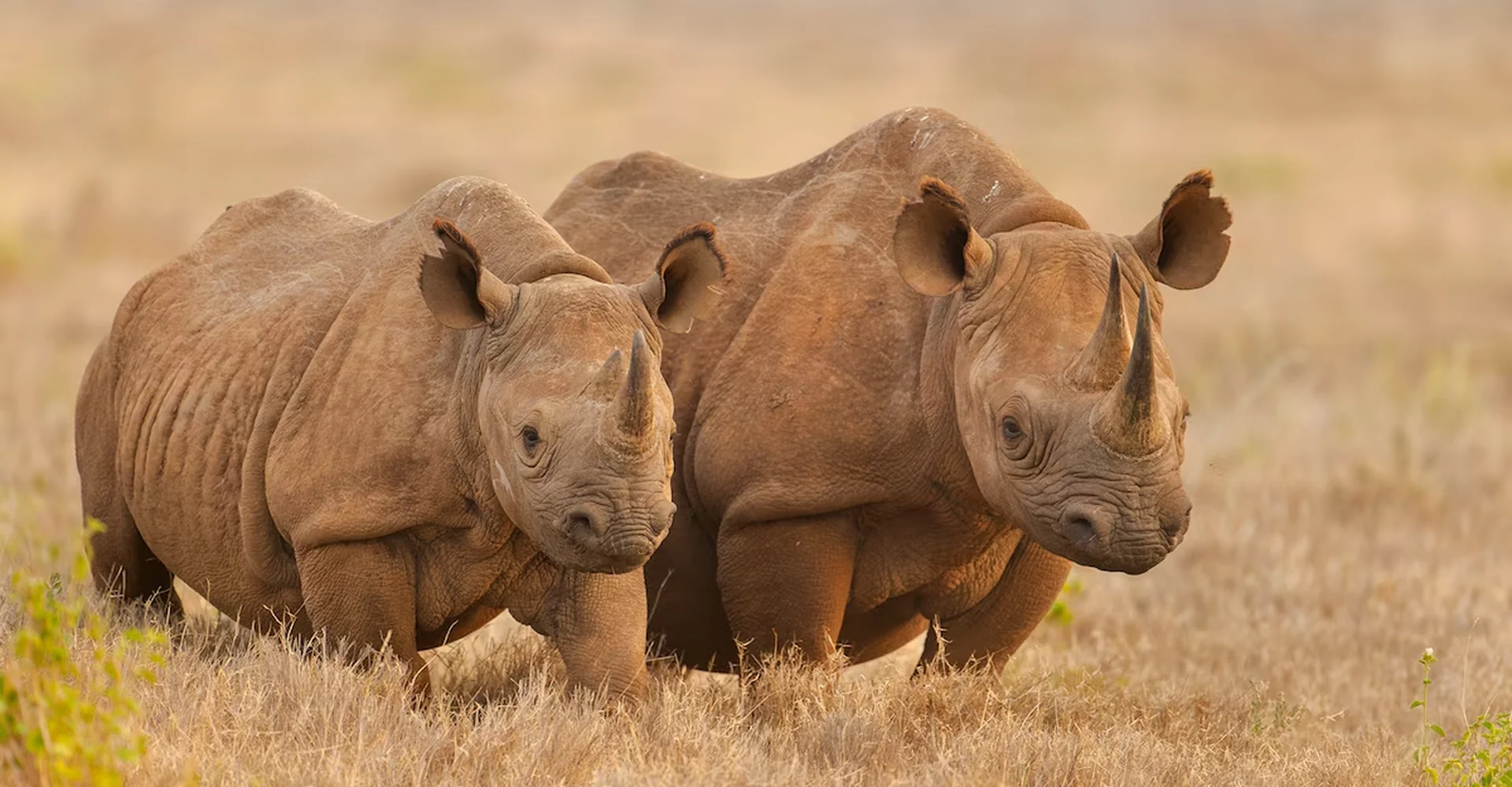 Interesting Wild Facts To Know About “African Big Five”