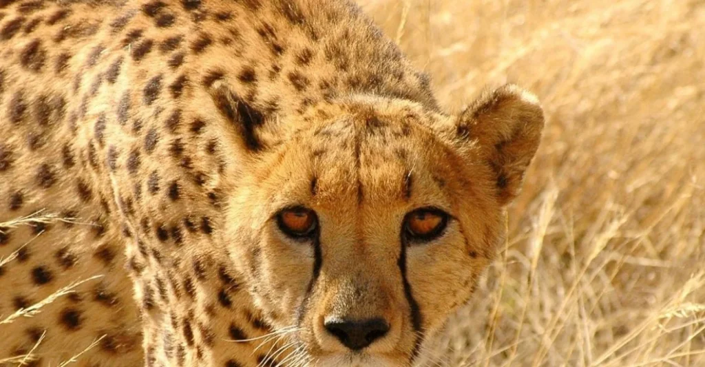 What Similarities that You Can Find Between Cheetah and Leopard?