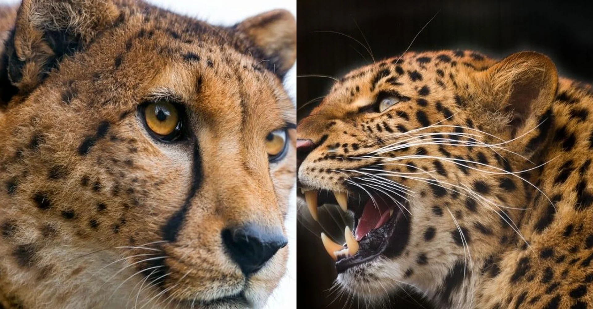 Cheetah vs leopard Race: Who is the More Successful Hunter Among them?
