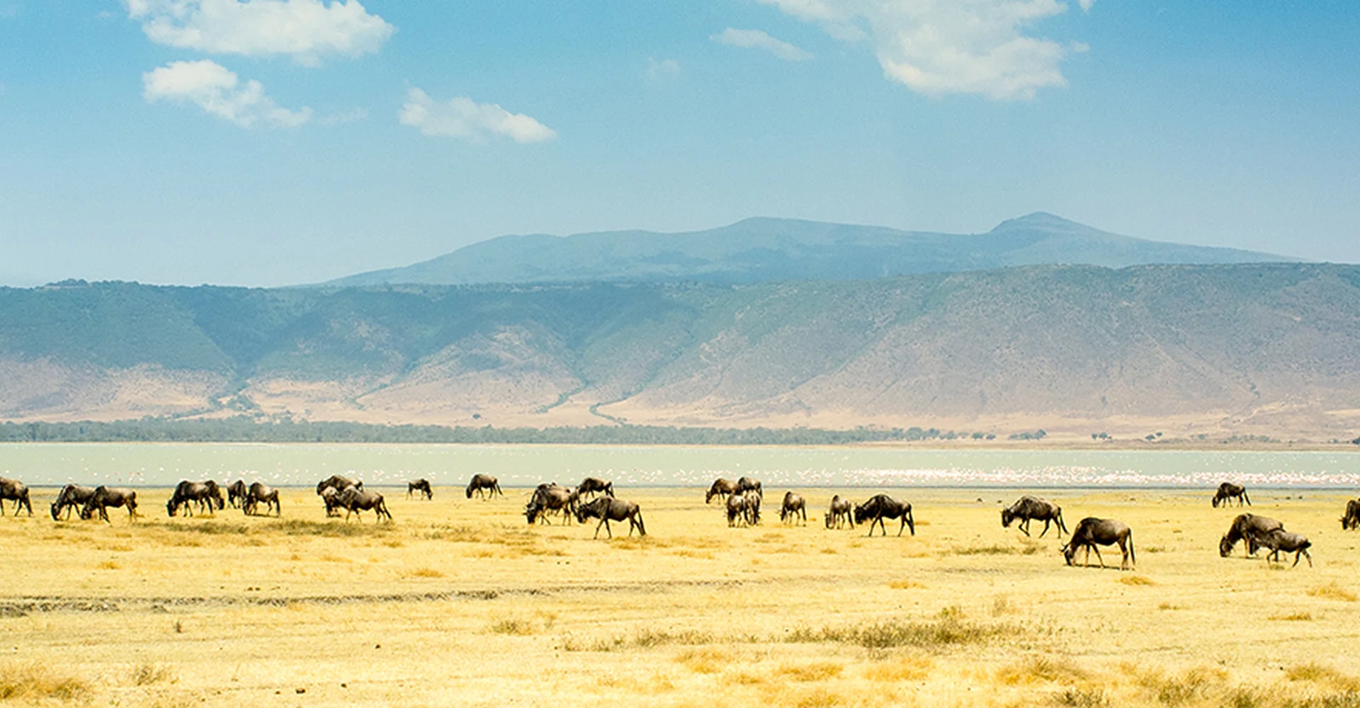 1 Day Safari Tanzania: Is it Possible Way to Experience the Real Wildlife?