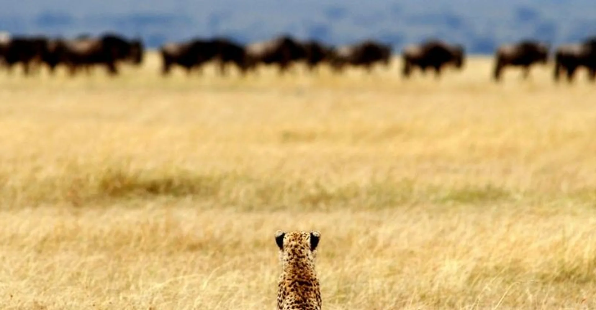 Serengeti National Park Tours and Packages: A Complete Guide for Travelers