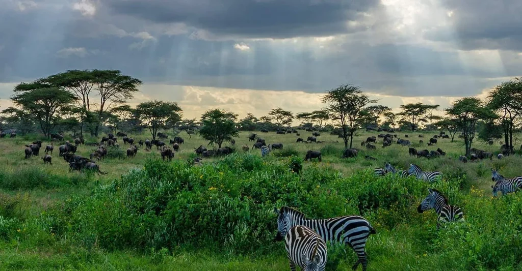TANZANIA SAFARI TIPS – WHAT YOU NEED TO KNOW BEFORE YOUR FIRST TANZANIA SAFARI